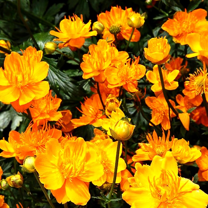 Chinesische Trollblume 'Golden Queen' (Trollius chinensis)