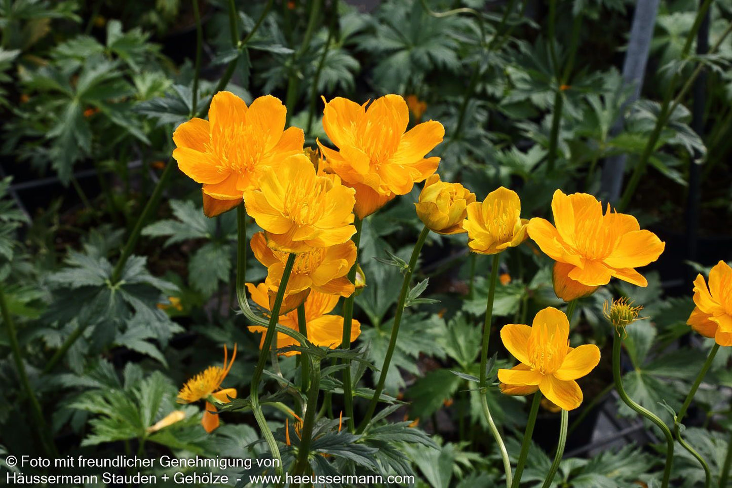 Chinesische Trollblume 'Golden Queen' (Trollius chinensis)