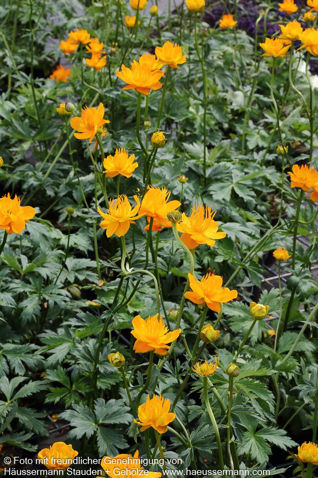 Chinesische Trollblume 'Golden Queen' (Trollius chinensis)