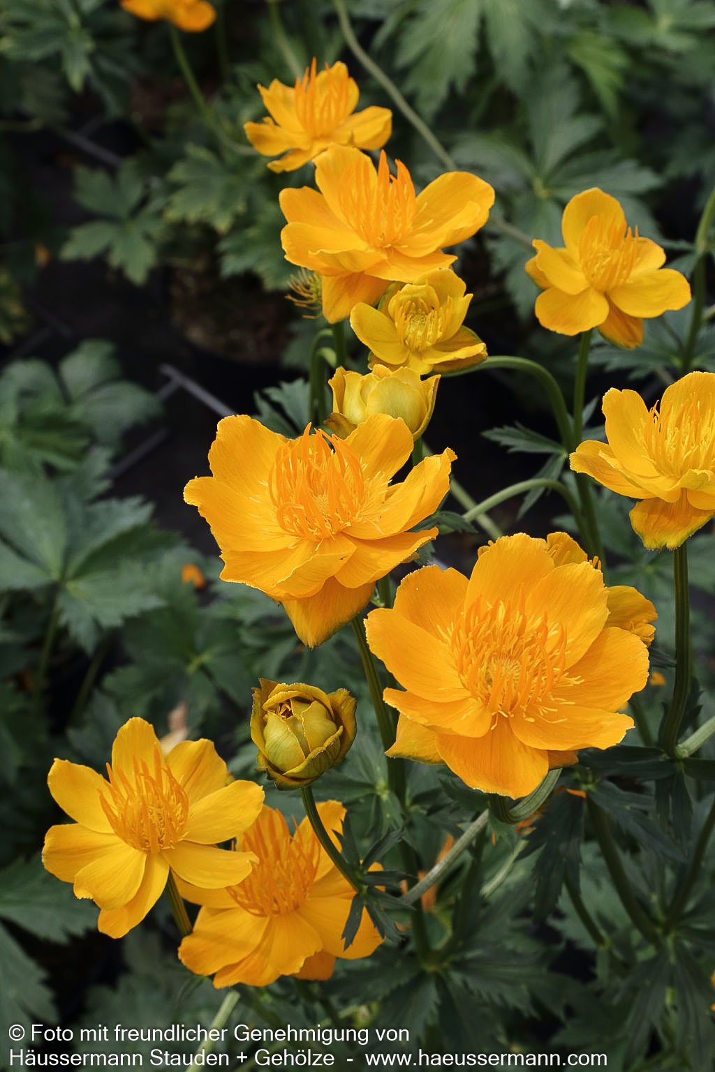 Chinesische Trollblume 'Golden Queen' (Trollius chinensis)