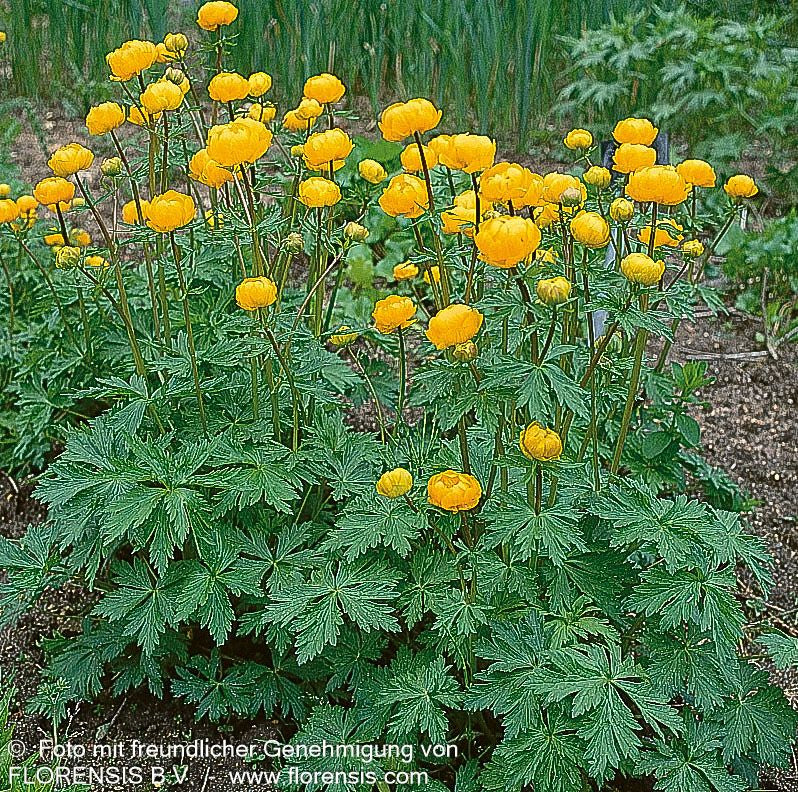 Chinesische Trollblume 'Golden Queen' (Trollius chinensis)