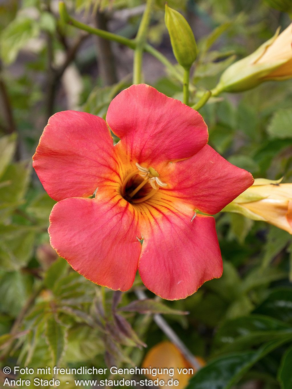 Chinesische Trompetenwinde (Campsis grandiflora)