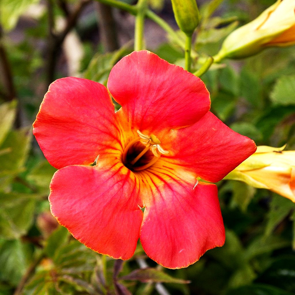 Chinesische Trompetenwinde (Campsis grandiflora)