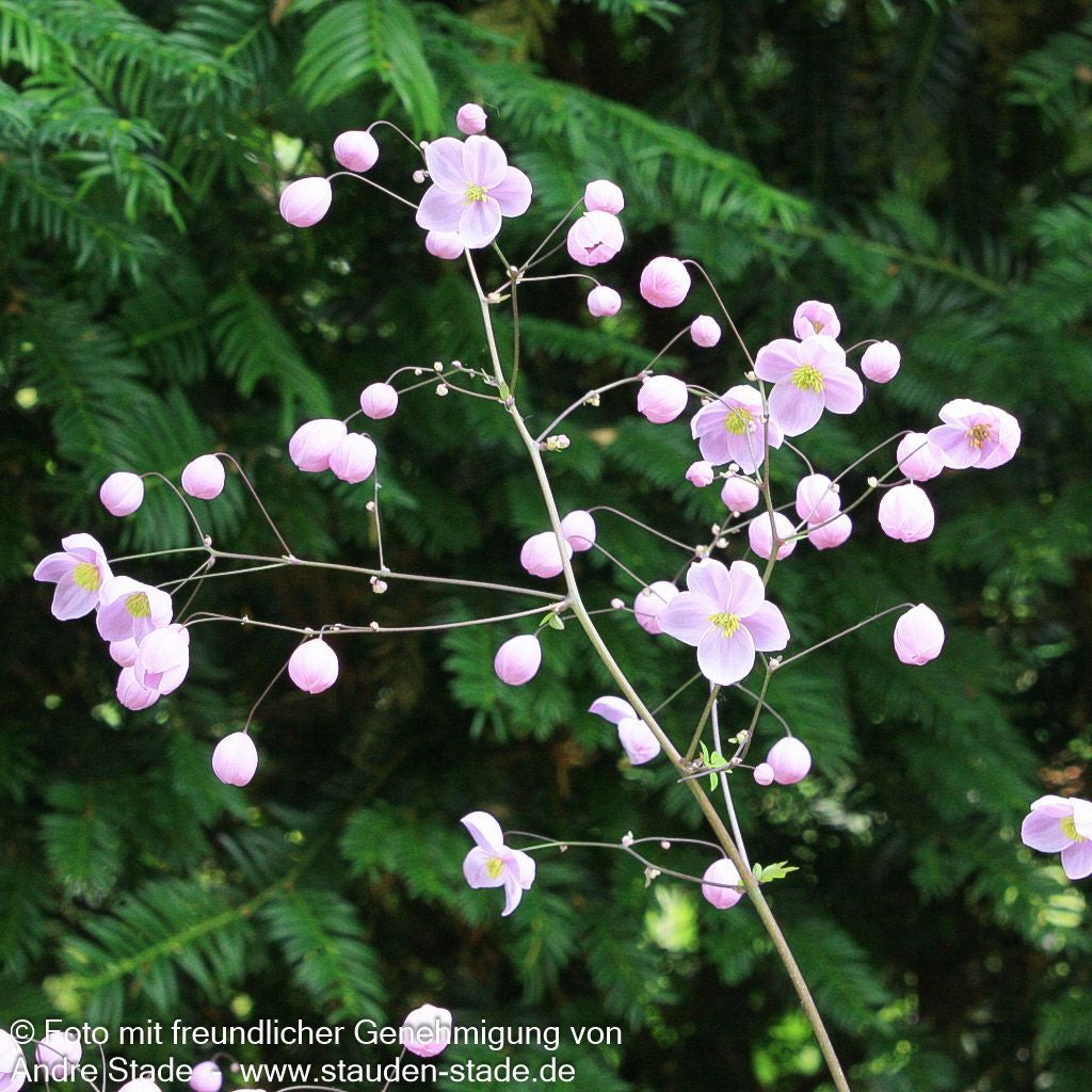 Chinesische Wiesenraute 'Splendide' (Thalictrum delavayi)
