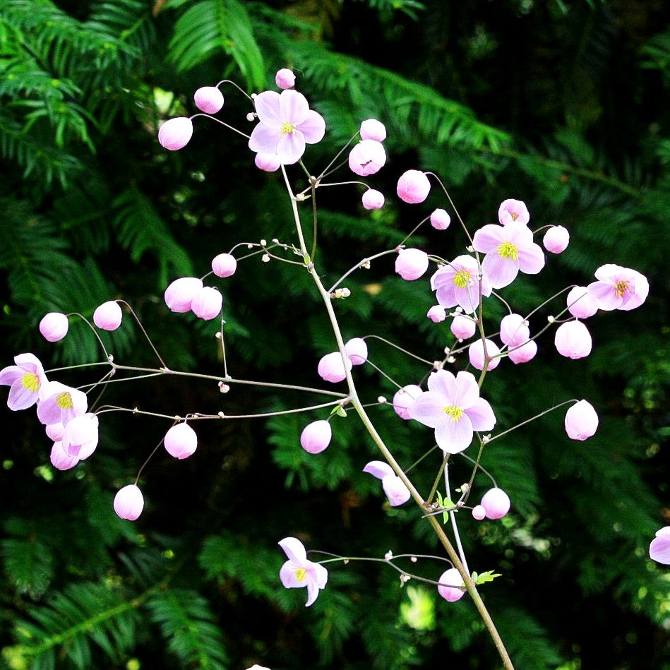 Chinesische Wiesenraute 'Splendide' (Thalictrum delavayi)