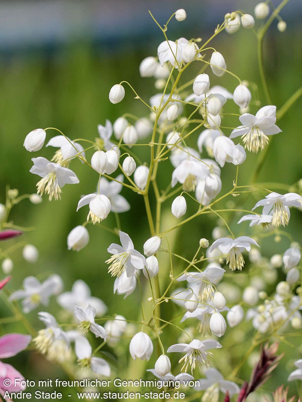 Chinesische Wiesenraute 'Splendide White' (Thalictrum delavayi)