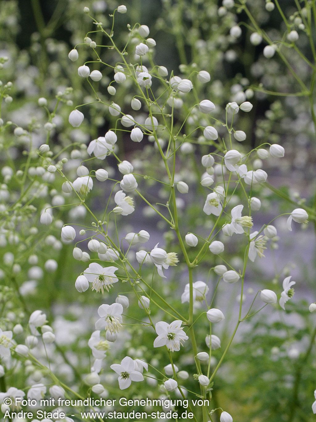 Chinesische Wiesenraute 'Splendide White' (Thalictrum delavayi)