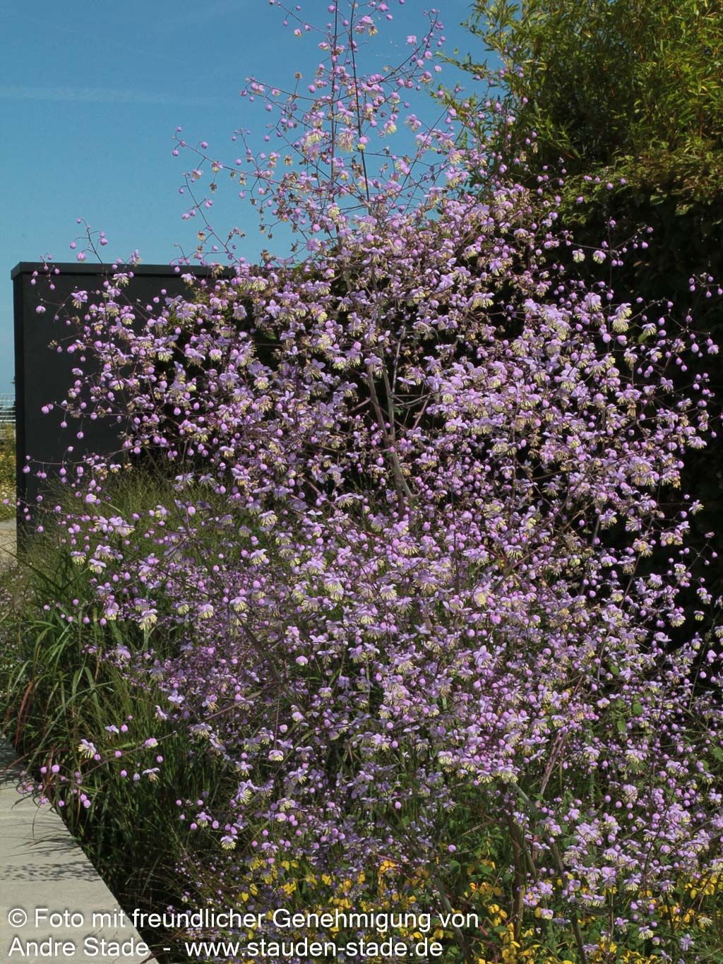 Chinesische Wiesenraute (Thalictrum delavayi)