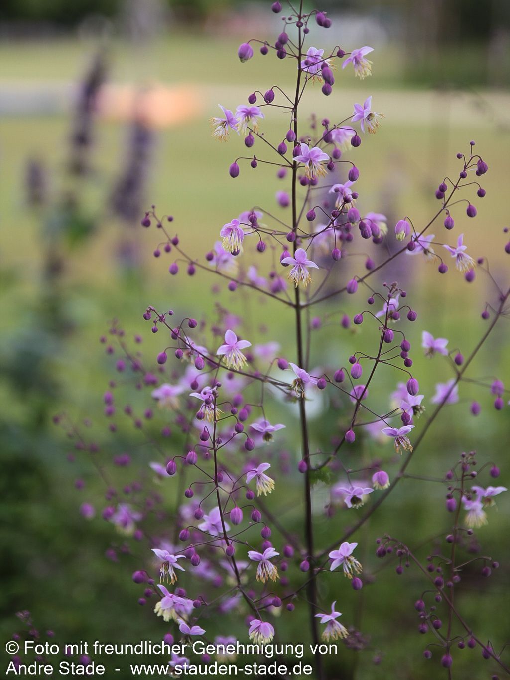 Chinesische Wiesenraute (Thalictrum delavayi)