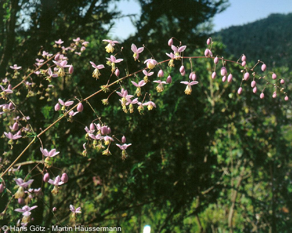 Chinesische Wiesenraute (Thalictrum delavayi)