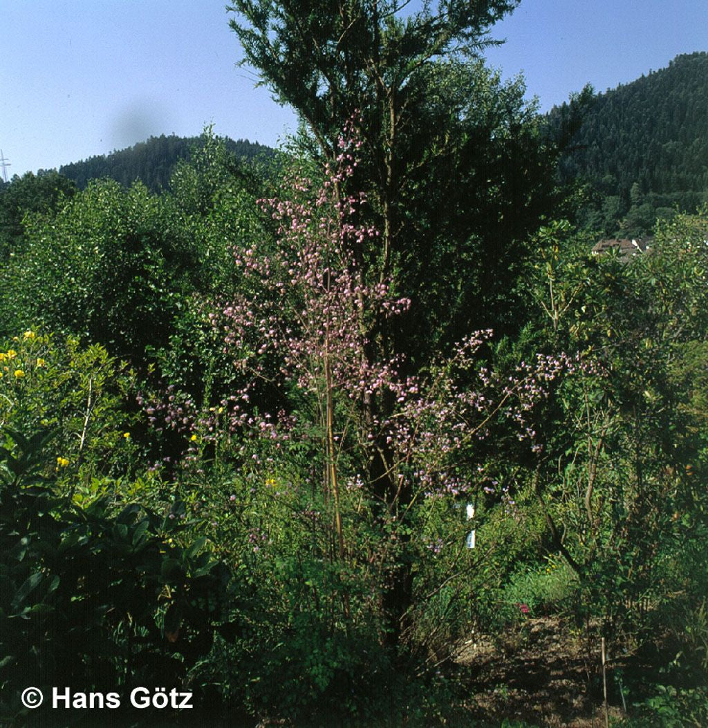 Chinesische Wiesenraute (Thalictrum delavayi)
