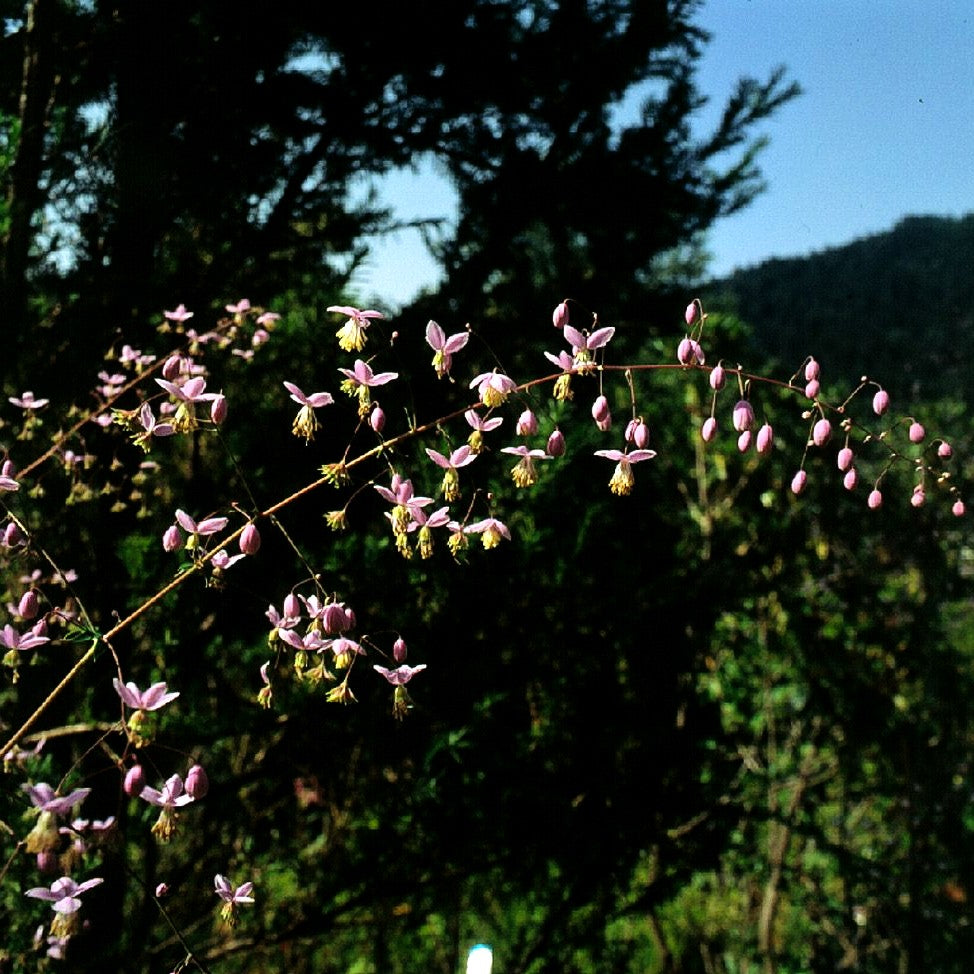 Chinesische Wiesenraute (Thalictrum delavayi)