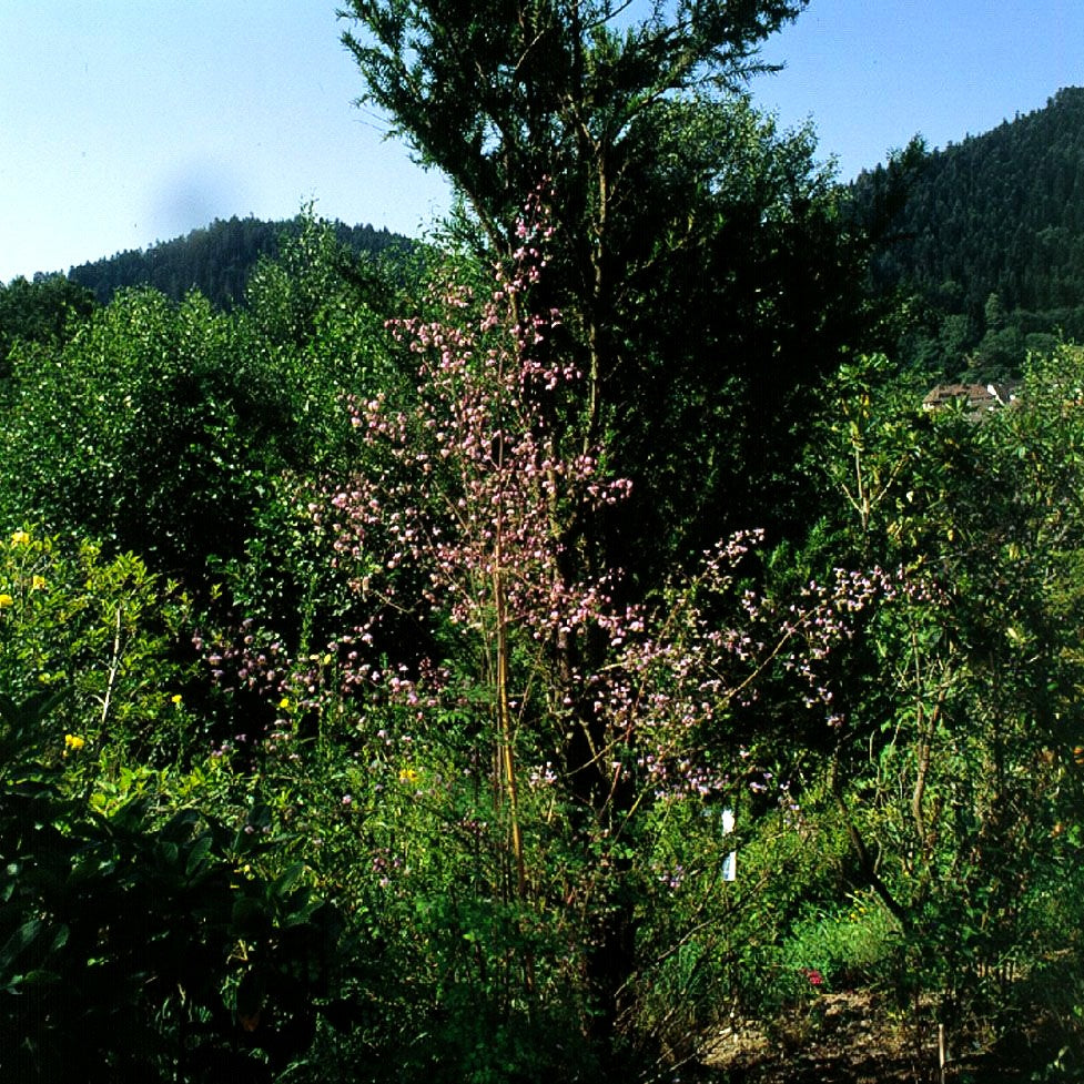Chinesische Wiesenraute (Thalictrum delavayi)