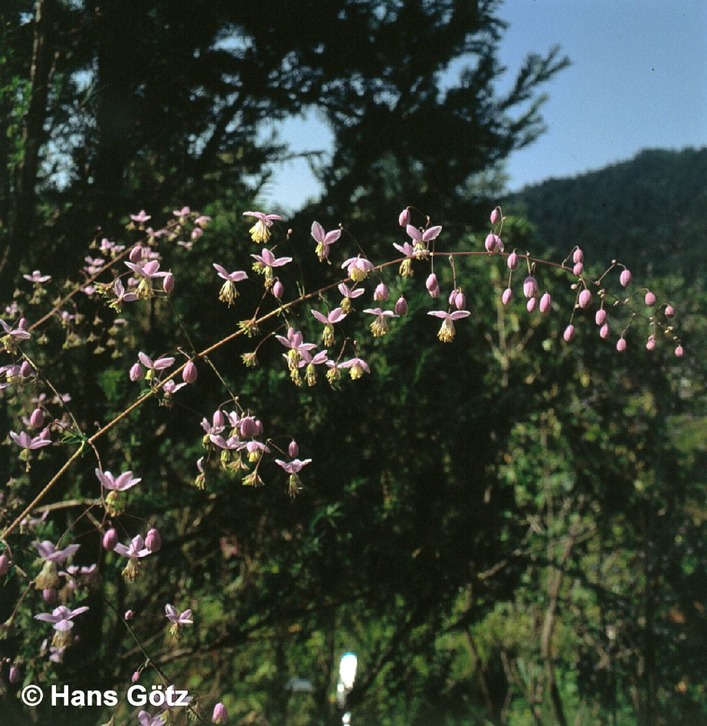 Chinesische Wiesenraute (Thalictrum delavayi)