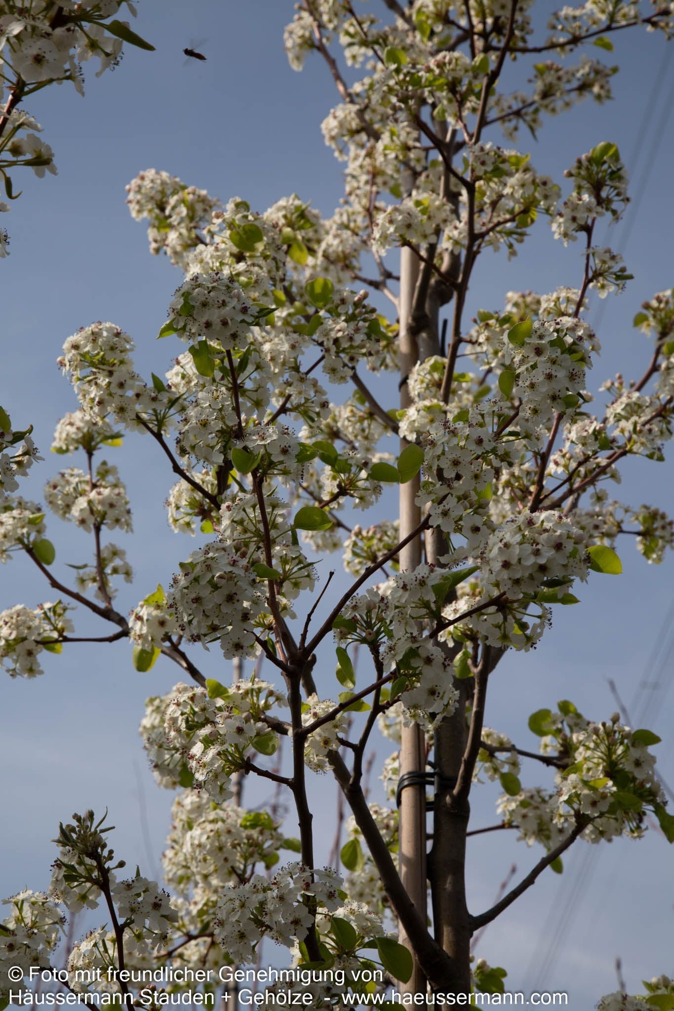 Chinesische Wild-Birne 'Chanticleer' (Pyrus calleryana)