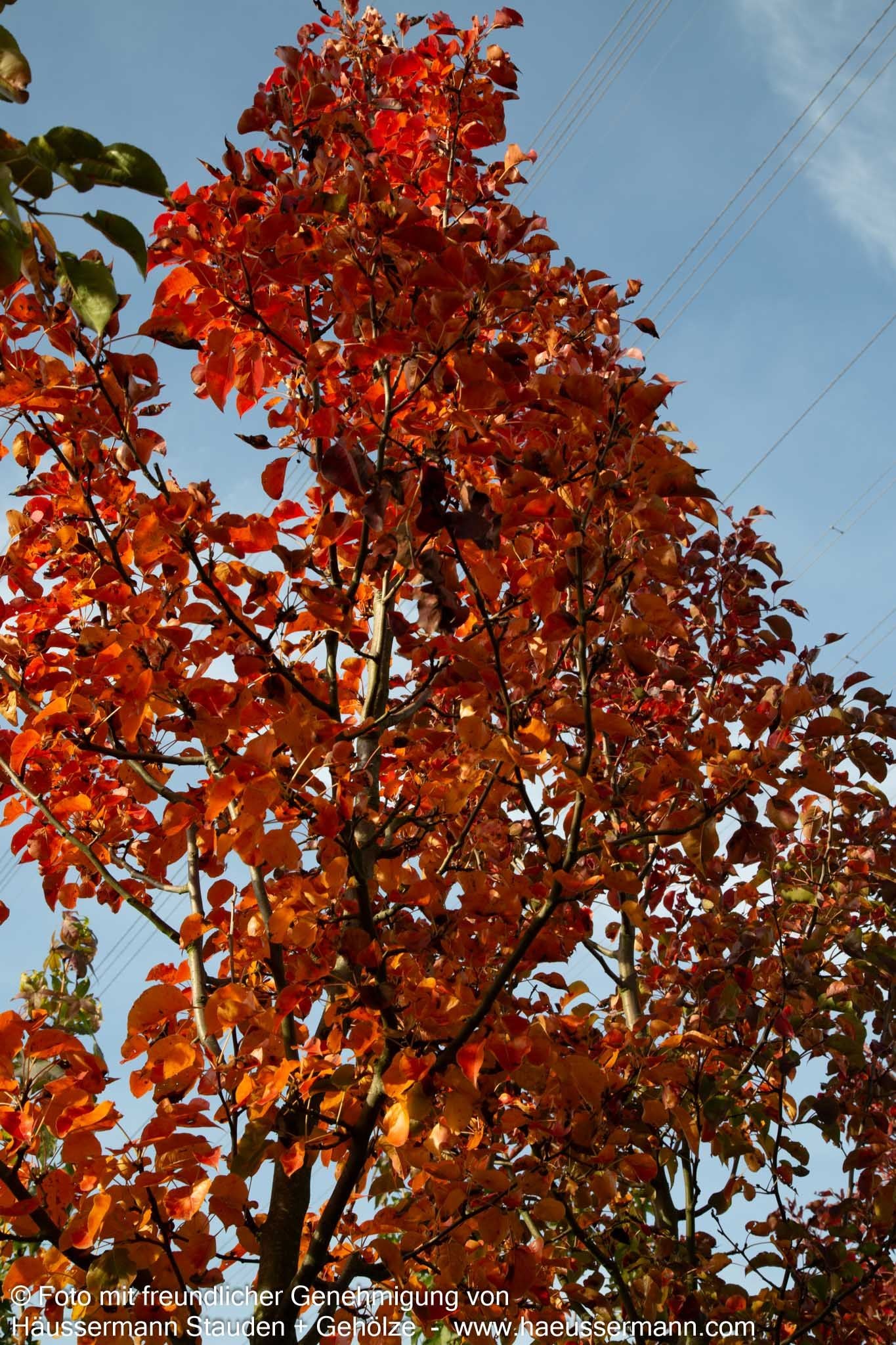 Chinesische Wild-Birne 'Chanticleer' (Pyrus calleryana)