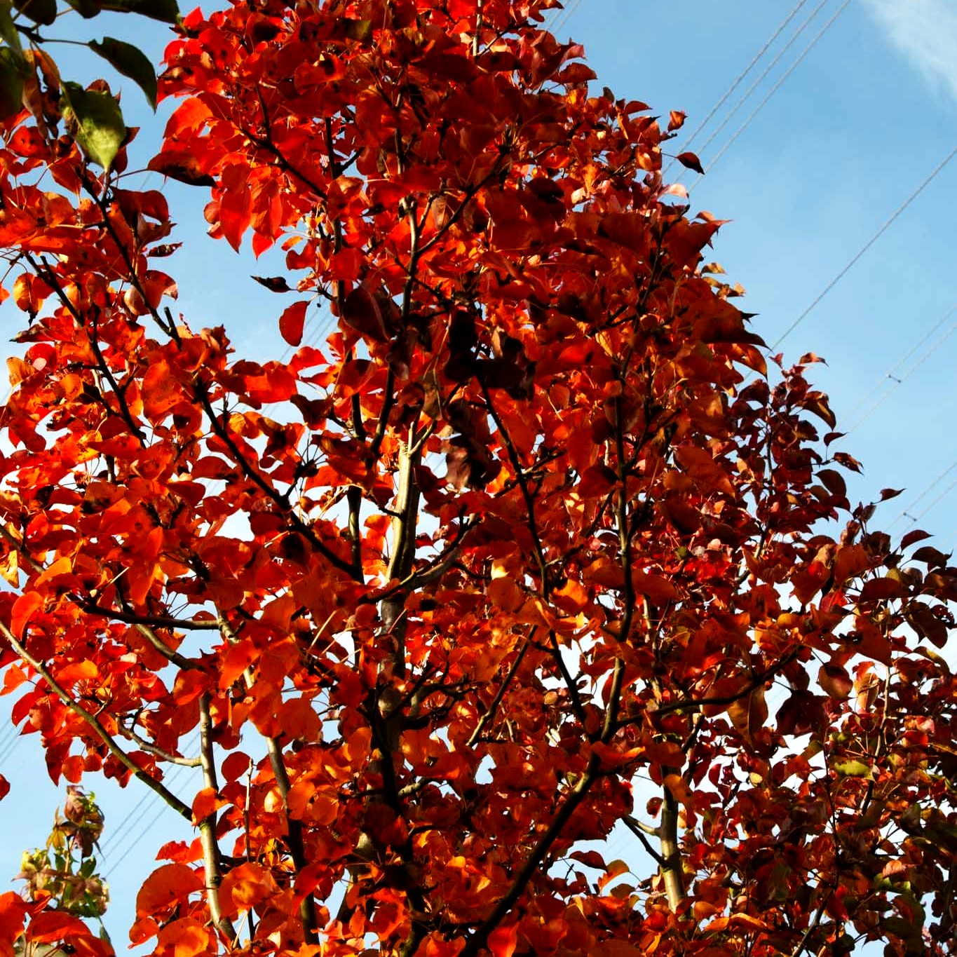 Chinesische Wild-Birne 'Chanticleer' (Pyrus calleryana)