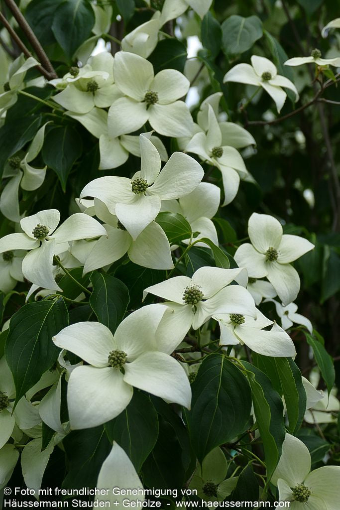 Chinesischer Blumen-Hartriegel 'China Girl' (Cornus kousa chinensis)