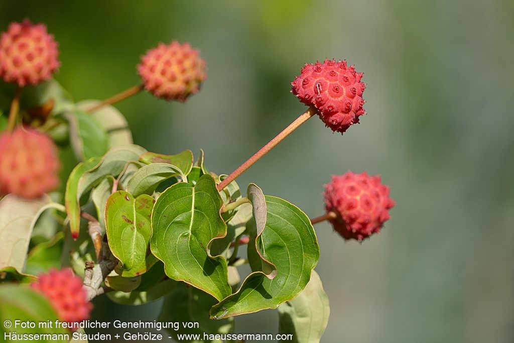 Chinesischer Blumen-Hartriegel 'China Girl' (Cornus kousa chinensis)