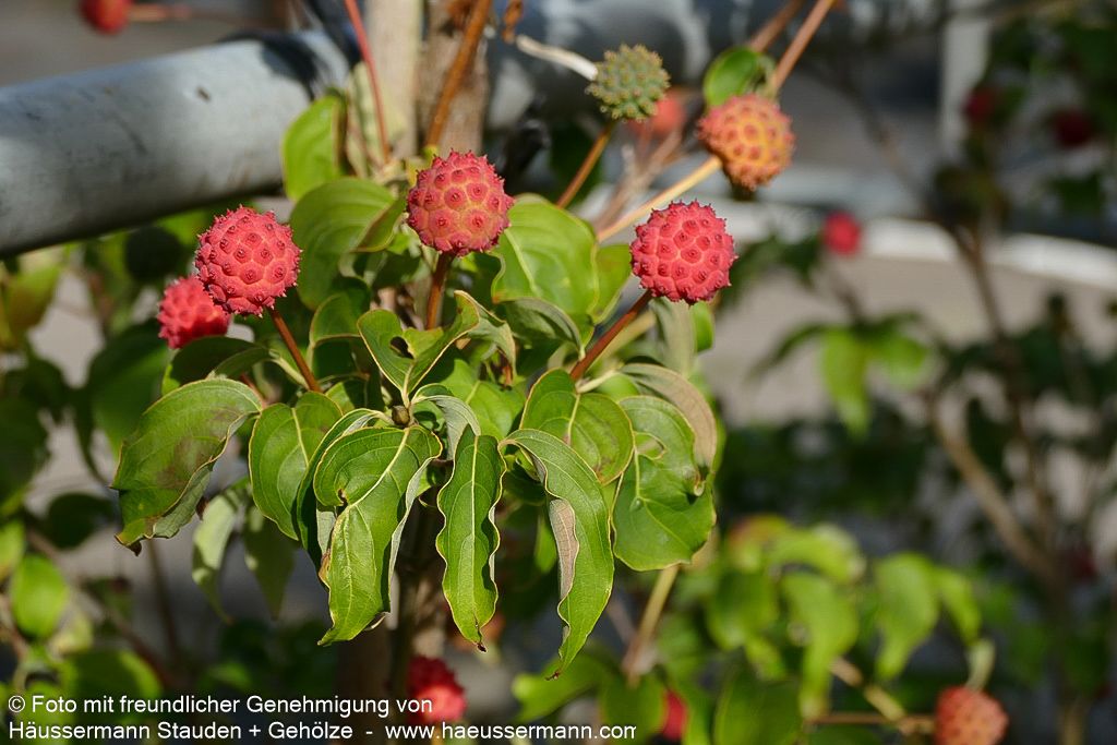 Chinesischer Blumen-Hartriegel 'China Girl' (Cornus kousa chinensis)