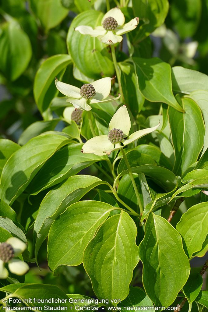 Chinesischer Blumen-Hartriegel 'China Girl' (Cornus kousa chinensis)