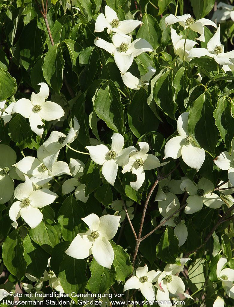 Chinesischer Blumen-Hartriegel 'China Girl' (Cornus kousa chinensis)