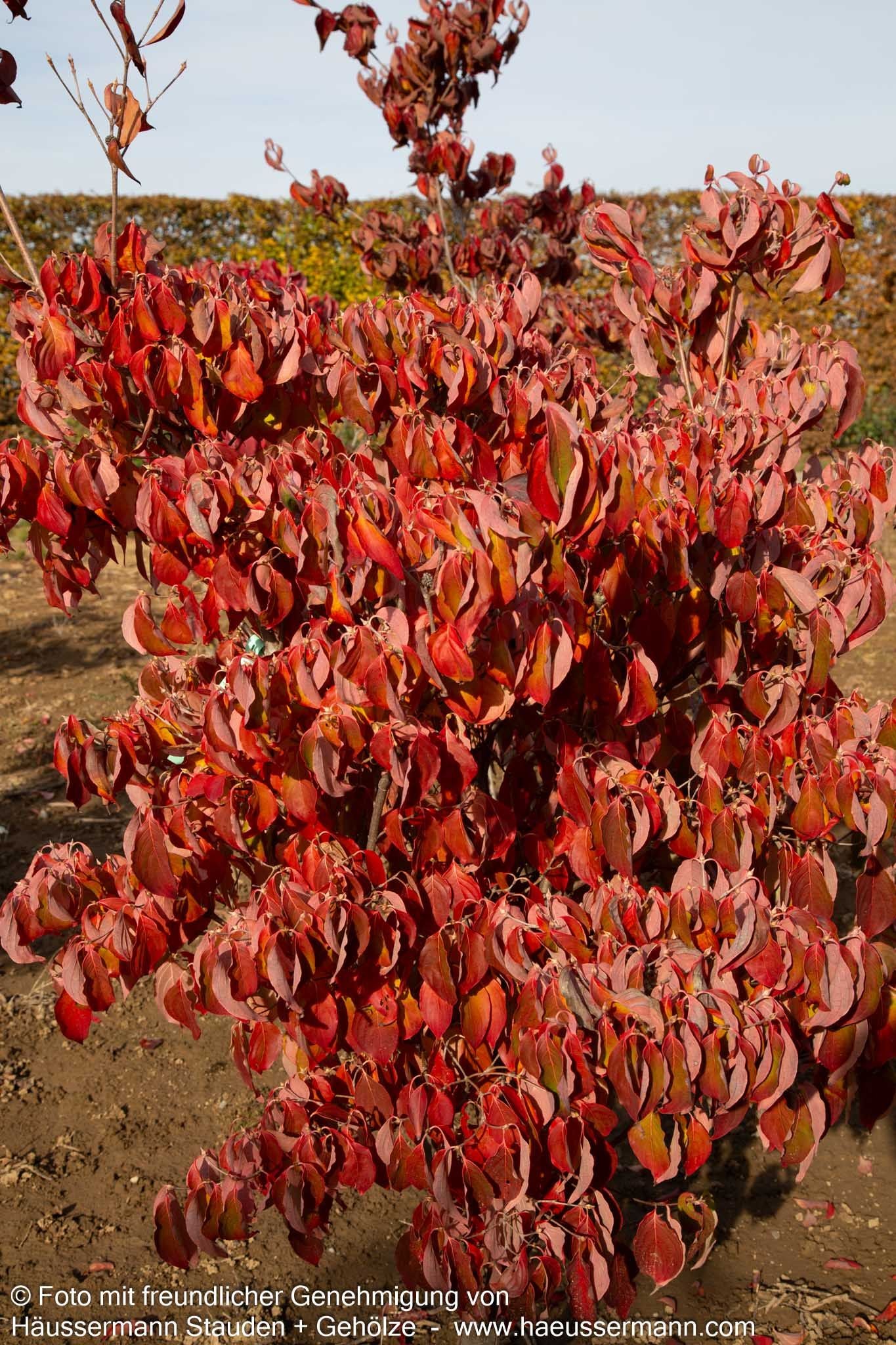 Chinesischer Blumen-Hartriegel 'China Girl' (Cornus kousa chinensis)