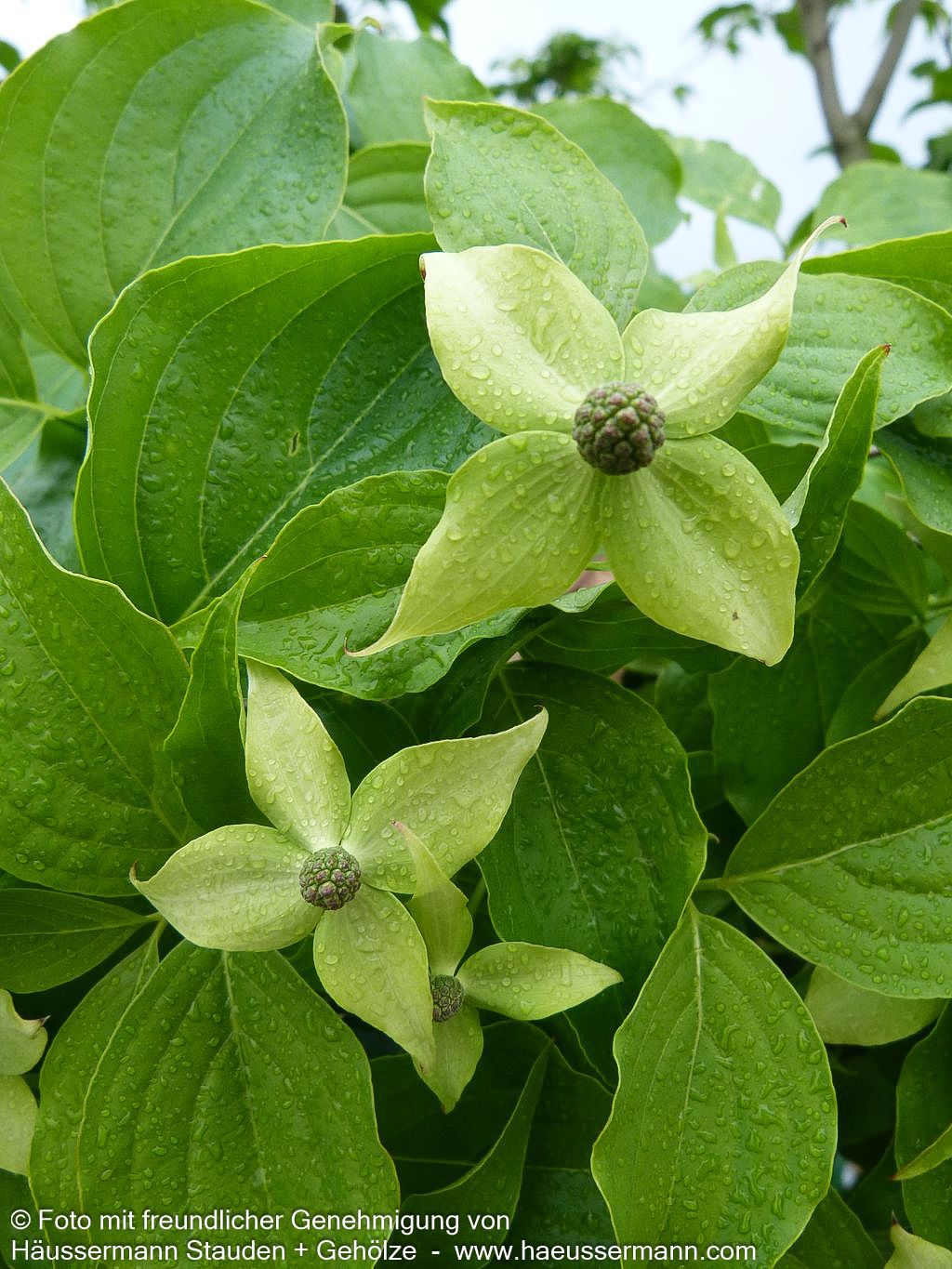 Chinesischer Blumen-Hartriegel (Cornus kousa chinensis)
