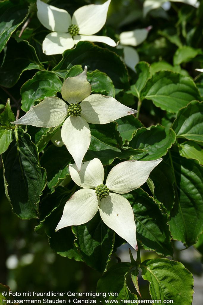 Chinesischer Blumen-Hartriegel (Cornus kousa chinensis)