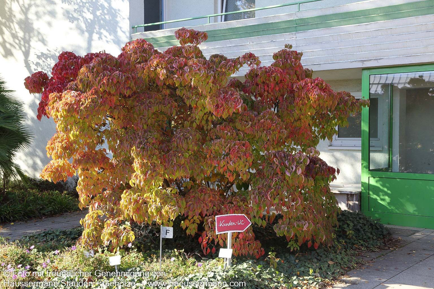 Chinesischer Blumen-Hartriegel (Cornus kousa chinensis)