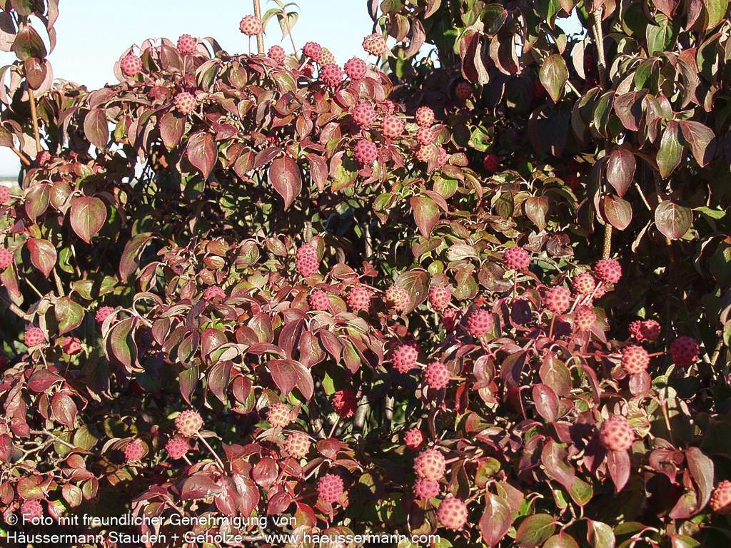 Chinesischer Blumen-Hartriegel (Cornus kousa chinensis)