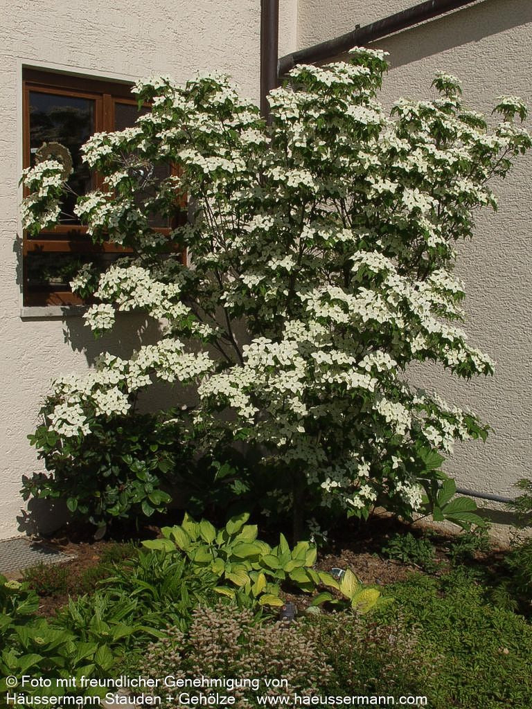 Chinesischer Blumen-Hartriegel (Cornus kousa chinensis)