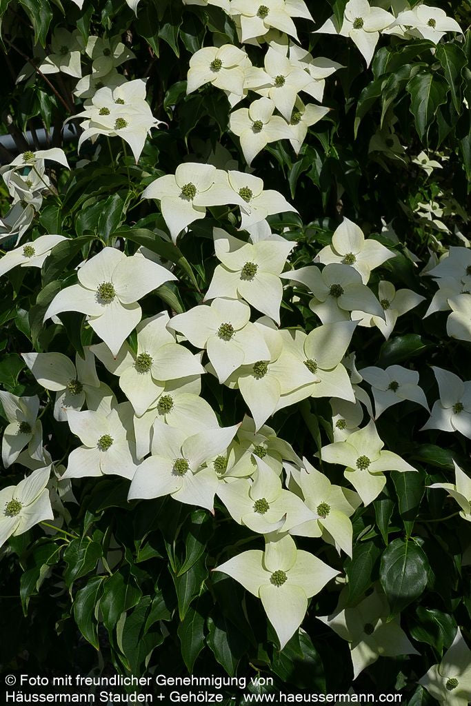 Chinesischer Blumen-Hartriegel 'Milky Way' (Cornus kousa chinensis)