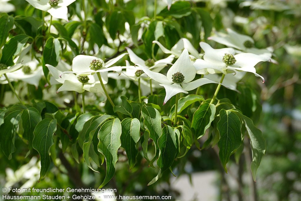 Chinesischer Blumen-Hartriegel 'Milky Way' (Cornus kousa chinensis)