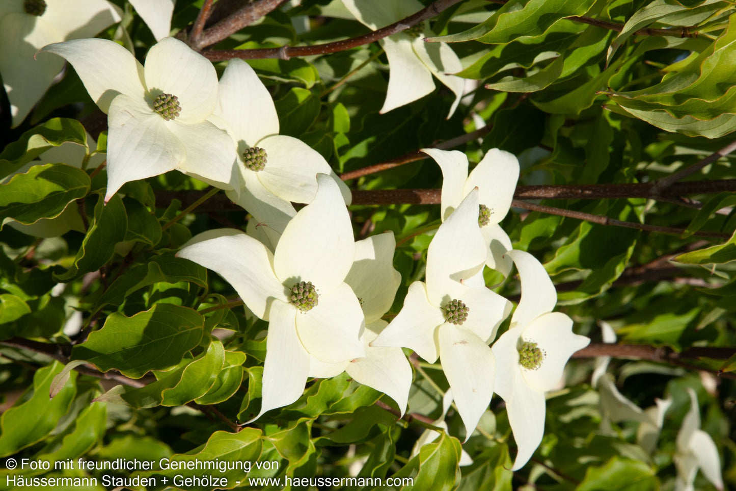 Chinesischer Blumen-Hartriegel 'Milky Way' (Cornus kousa chinensis)