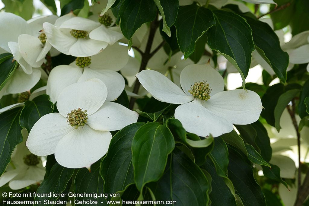 Chinesischer Blumen-Hartriegel 'Teutonia' (Cornus kousa chinensis)