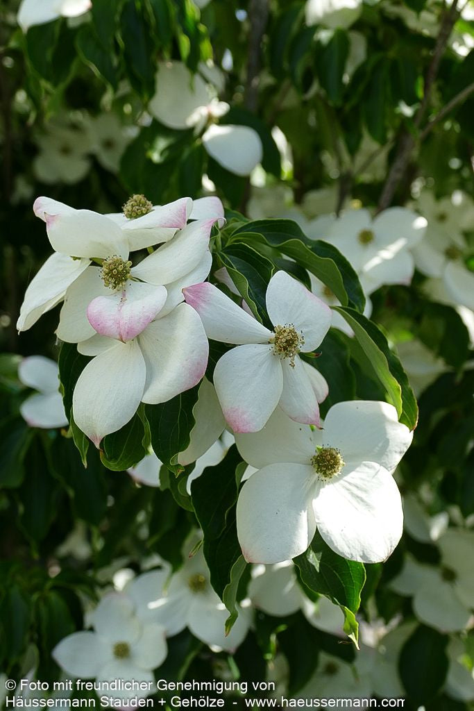 Chinesischer Blumen-Hartriegel 'Teutonia' (Cornus kousa chinensis)