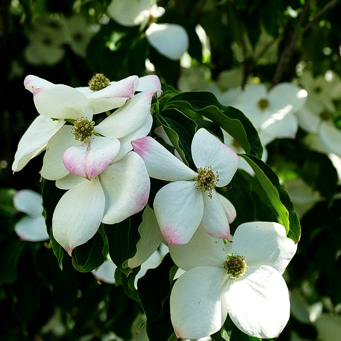 Chinesischer Blumen-Hartriegel 'Teutonia' (Cornus kousa chinensis)