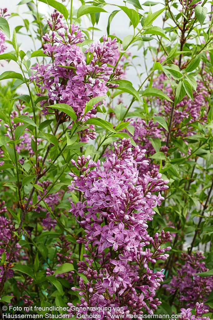 Chinesischer Flieder 'Saugeana' (Syringa x chinensis)