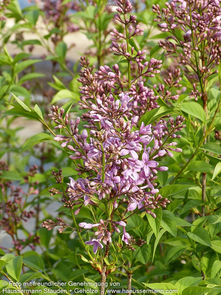 Chinesischer Flieder 'Saugeana' (Syringa x chinensis)