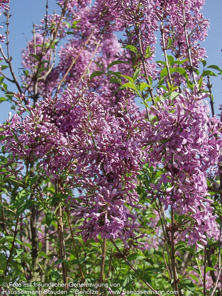 Chinesischer Flieder 'Saugeana' (Syringa x chinensis)