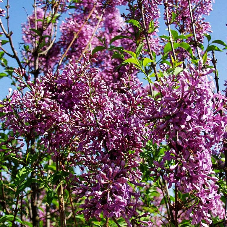 Chinesischer Flieder 'Saugeana' (Syringa x chinensis)