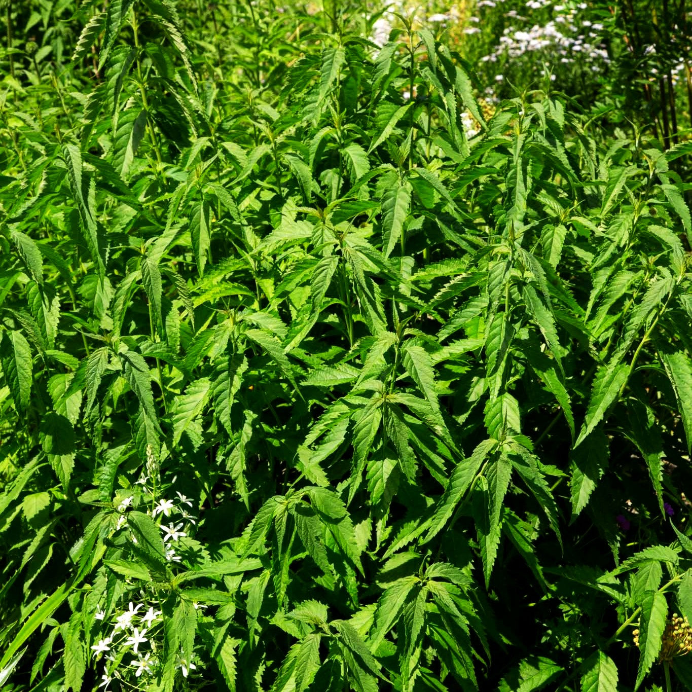 Chinesischer Gewürzstrauch (Elsholtzia stauntonii)