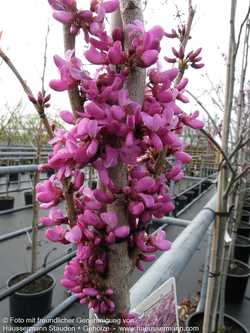 Chinesischer Judasbaum 'Avondale' (Cercis chinensis)