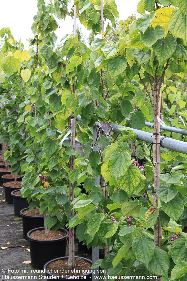 Chinesischer Judasbaum 'Avondale' (Cercis chinensis)