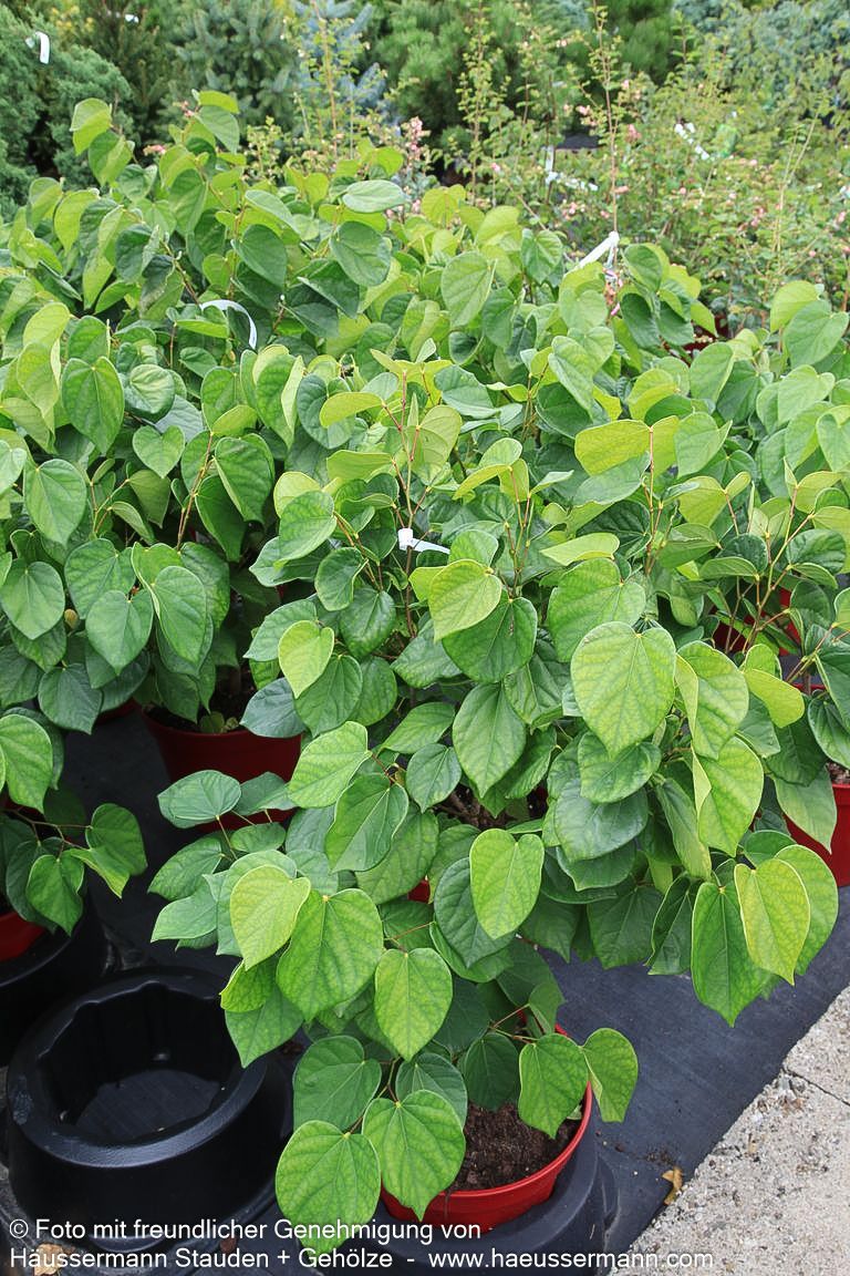 Chinesischer Judasbaum 'Avondale' (Cercis chinensis)