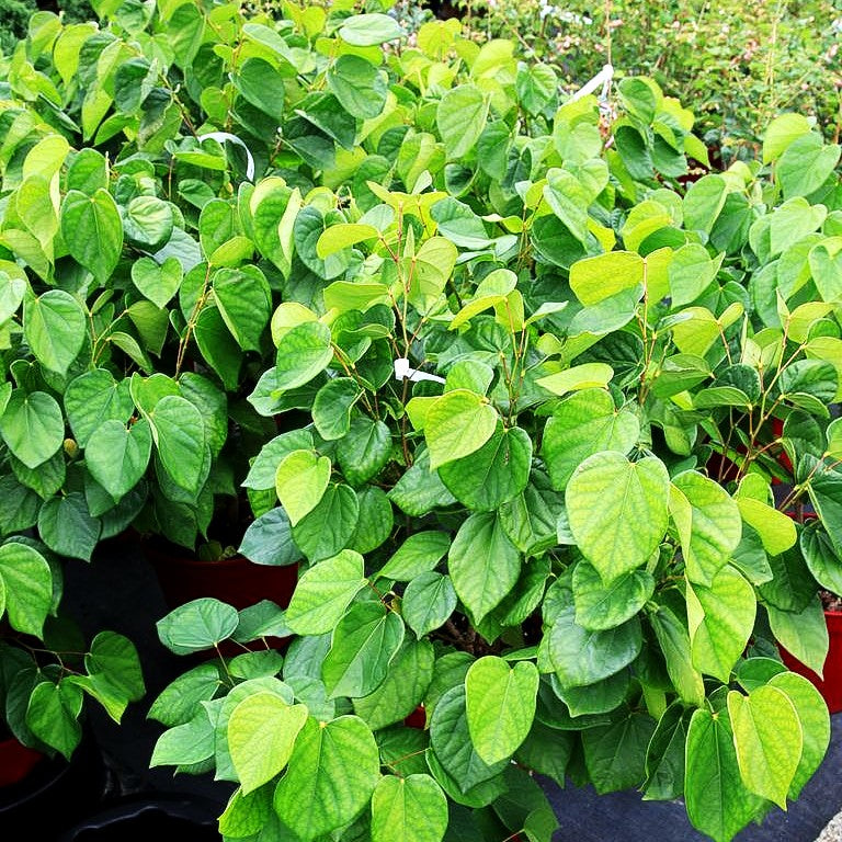 Chinesischer Judasbaum 'Avondale' (Cercis chinensis)