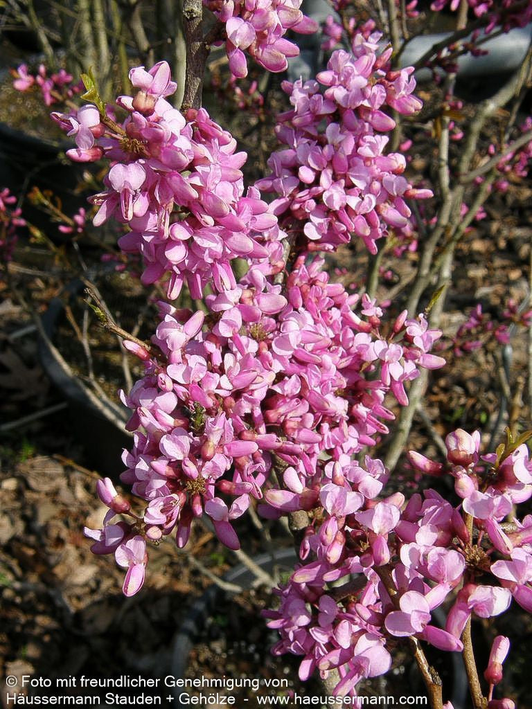 Chinesischer Judasbaum 'Avondale' (Cercis chinensis)