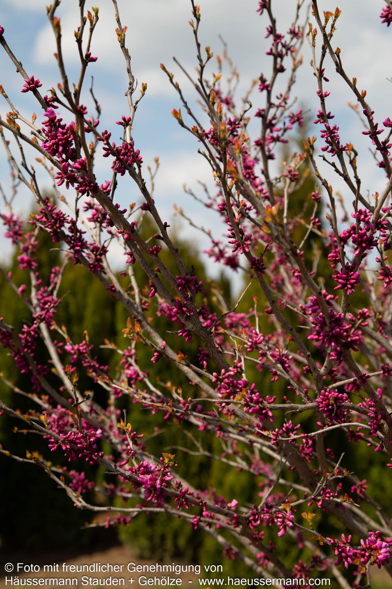 Chinesischer Judasbaum 'Don Egolf' (Cercis chinensis)