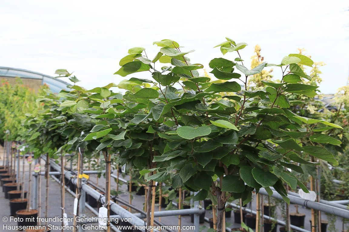Chinesischer Judasbaum 'Don Egolf' (Cercis chinensis)